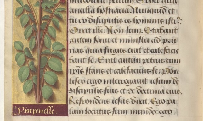Pimpinella