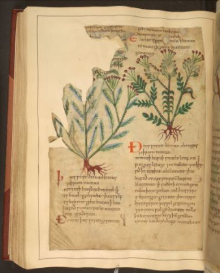 LMB MK Medievial medicine manuscript