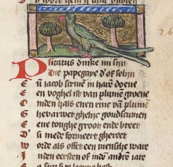 Pitacus medieval parrot in nature bloeme