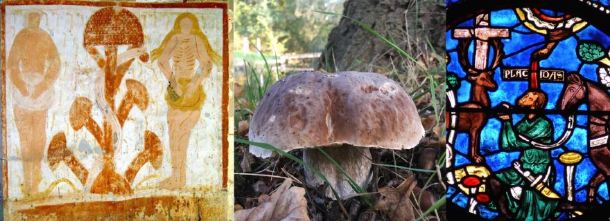 Medieval Mushrooms