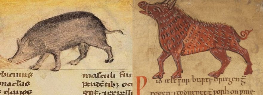 Pig Pharma: Some Uses of Swine in Early Medieval English Medicine