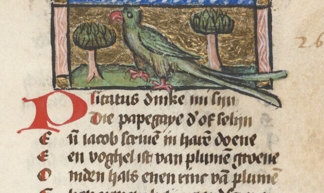 Pitacus medieval parrot in nature bloeme