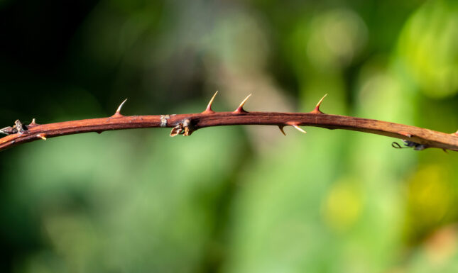 Thorns on a blackberry branch in Norrkila