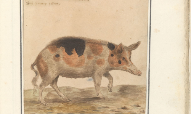 Image 2 sus scrofa zeug 1596 1610 Anselmus Boetius de Boodt