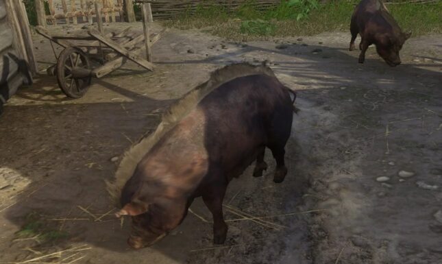 Image 4 screenshot pig