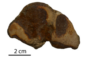 Bone from knuckle bone floor with residue